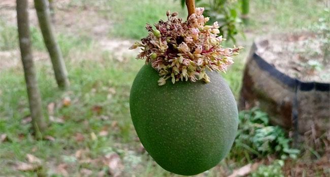 আমের বোঁটায় বিস্ময়কর মুকুল