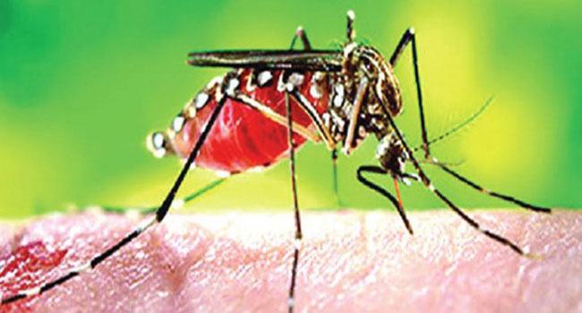 ডেঙ্গুতে আরো ১ জনের মৃত্যু