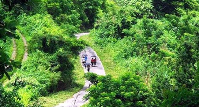 বৃক্ষরাজি : আল্লাহর নেয়ামত