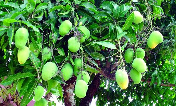 আমের উৎপাদন এক তৃতীয়াংশ কমার শঙ্কা
