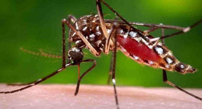 ডেঙ্গুতে একজনের মৃত্যু, আক্রান্ত ৩১