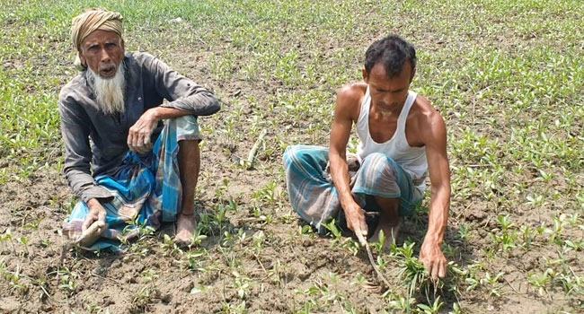 ফরিদপুরে বৃষ্টিতে পাটচাষে সাশ্রয় হলো ৫০ কোটি টাকার জ্বালানি