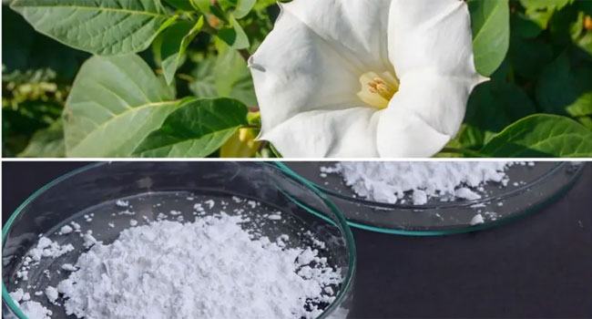 ‘শয়তানের নিঃশ্বাস‘ নামের যে ড্রাগ প্রতারণায় ব্যবহার হচ্ছে