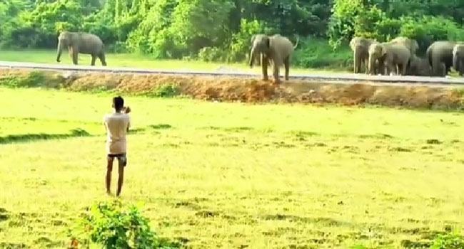 হালুয়াঘাটে হাতির আক্রমণে কৃষকের মৃত্যু