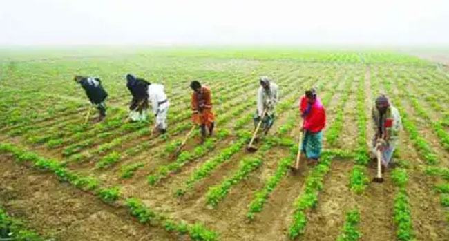 শস্য বহুমুখীকরণ