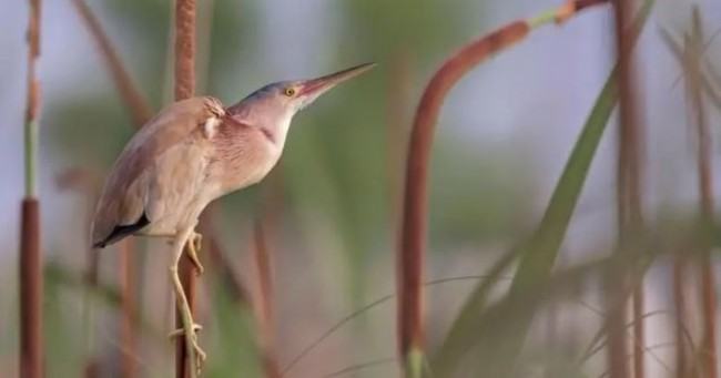 দেশীয় জলচর আর শহুরে পাখি কমে যাচ্ছে কেন