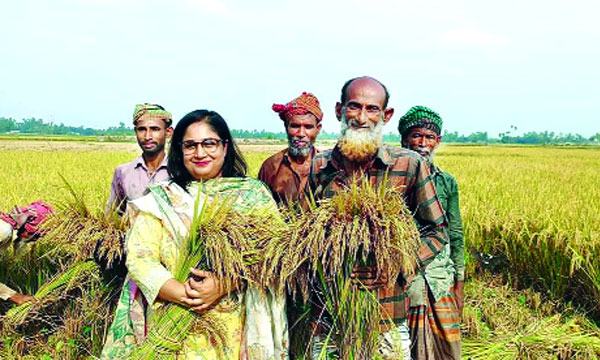 হাওরে শতভাগ, সারা দেশে ৬২ শতাংশ ধান কর্তন