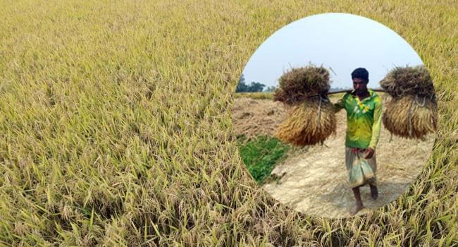 জামালপুরে মাঠে মাঠে দোল খাচ্ছে সোনালী ধান