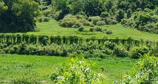 তুমব্রু সীমান্তে মাইন বিস্ফোরণ