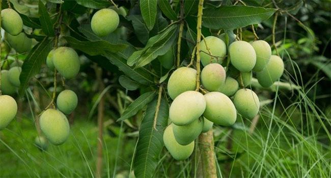 রাজশাহীতে বাগান থেকে গুটি আম নামানো শুরু
