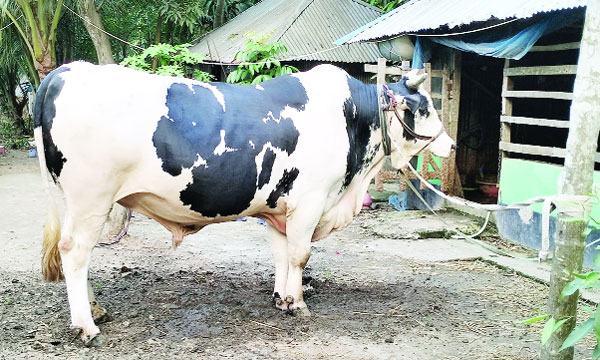 ৩২ মণের যুবরাজকে নিয়ে ক্রেতার অপেক্ষায় সোনায়েত