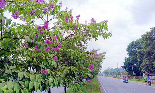 ঢাকা-চট্টগ্রাম মহাসড়কে শোভা ছড়াচ্ছে জারুল