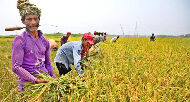 বদলে যাবে হাওরের কৃষি