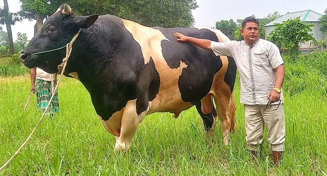 গরুর নাম উড়াল সড়ক, ওজন ৩৫ মণ