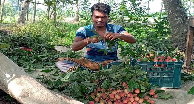 নাজিরপুরে জনপ্রিয় হয়ে উঠেছে লিচু চাষ