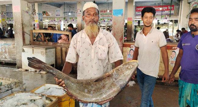 ২১ কেজির ভোল মাছ সাড়ে ৩ লাখে বিক্রি