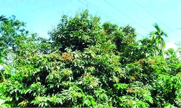 পাঁচবিবিতে খরায় লিচুর ফলন বিপর্যয়