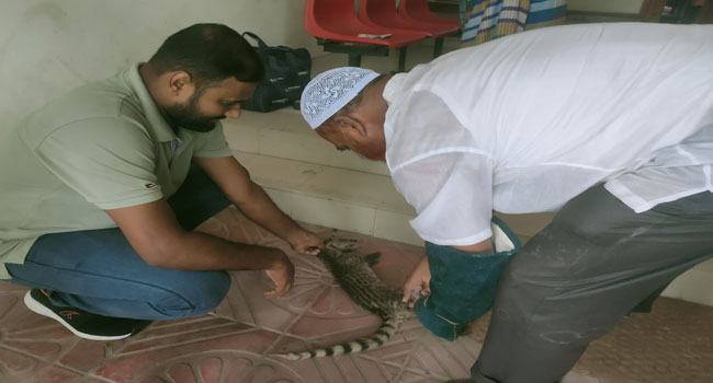 কুষ্টিয়ায় বিপন্ন প্রজাতির গন্ধগোকুল আহত অবস্থায় উদ্ধার