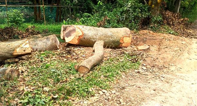 কালীগঞ্জে শত শত সরকারি গাছ কেটে হচ্ছে সড়ক প্রসস্থকরণ