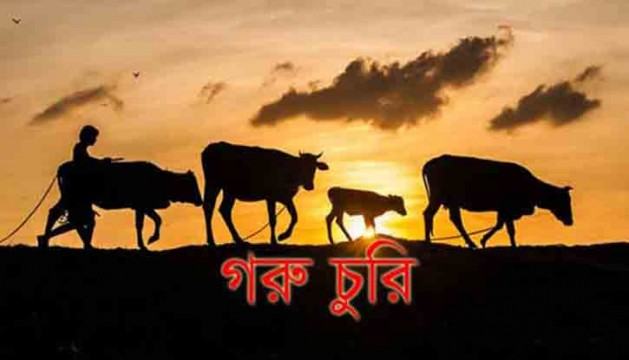 চৌগাছায় এক কৃষকের ৪ গরু চুরি!
