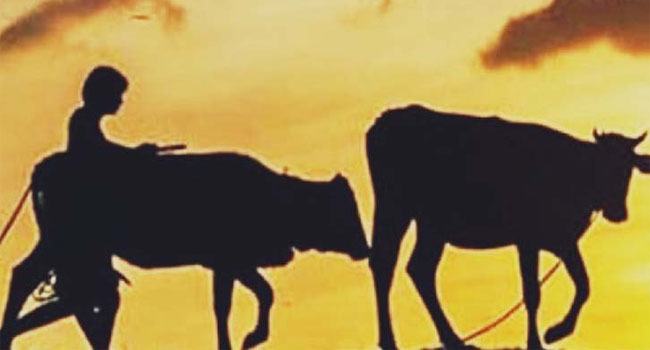 মিরসরাইয়ে এক রাতে ২ গরু হারিয়ে নিঃস্ব দরিদ্র কৃষক