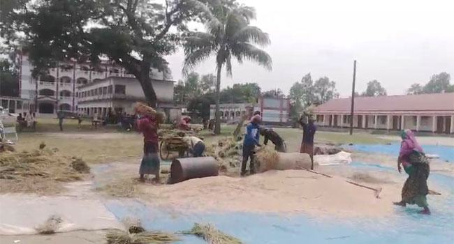 ভোটারশূন্য কেন্দ্র : ধান মাড়াই কৃষকের