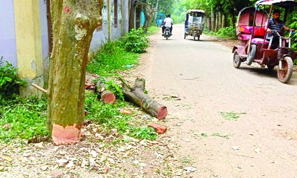 কালীগঞ্জে কাটা হচ্ছে শত শত সরকারি গাছ