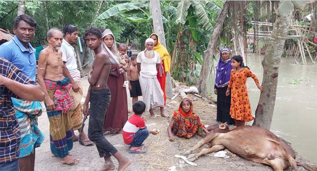 মোরেলগঞ্জ বিষাক্ত খাবারে মারা গেল কৃষকের ৩ গরু
