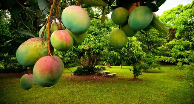 আমের পুষ্টিগুণ কেমন, দিনে কতটুকু আম খাওয়া স্বাস্থ্যসম্মত