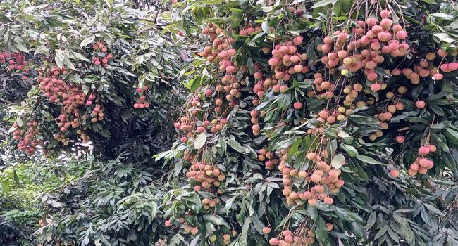 রাজবাড়ীতে লিচুর বাম্পার ফলন
