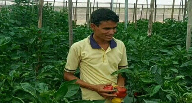 হোসেনপুরে রঙ্গিন ক্যাপসিকাম চাষে যুবকের বাজিমাত
