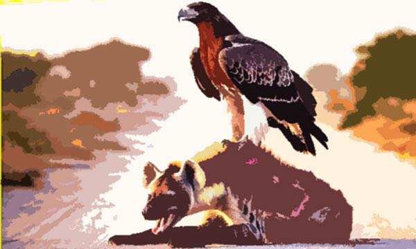 হায়েনা ও মার্শাল ঈগল