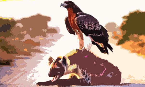 হায়েনা ও মার্শাল ঈগল
