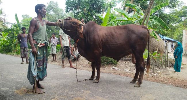 মিরসরাইয়ে কোরবানির জন্য প্রস্তুত ‘বাহাদুর’