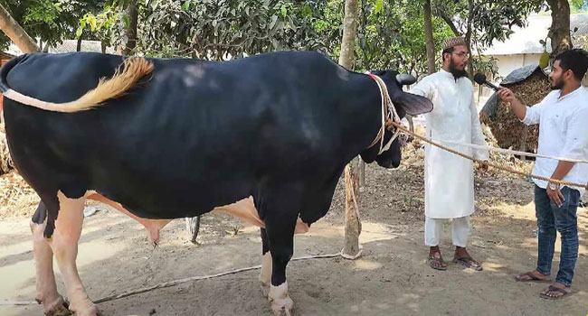 এবার কোরবানিতে কুষ্টিয়ার চমক ‘ভুট্টো সাহেব’