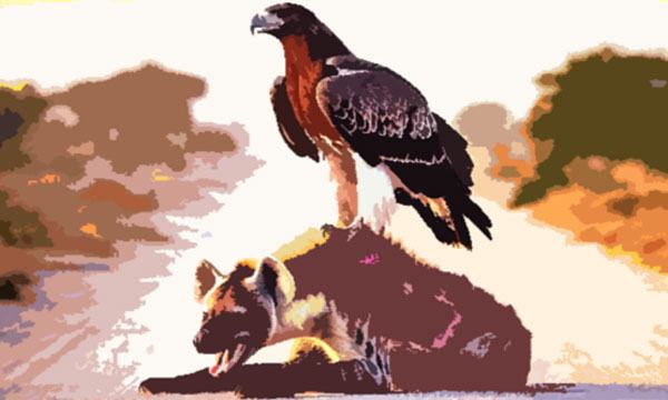 হায়েনা ও মার্শাল ঈগল