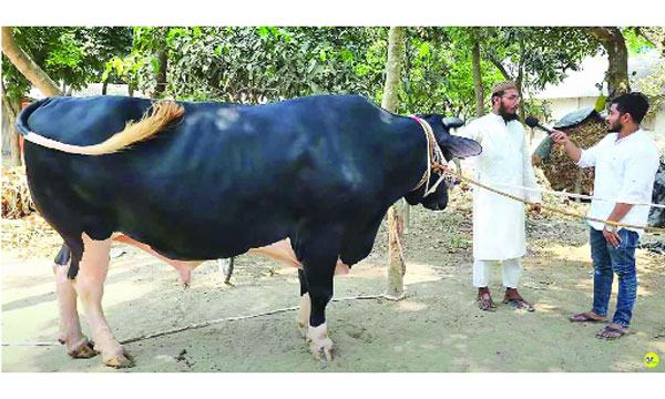 কোরবানিতে কুষ্টিয়ার চমক ‘ভুট্টো সাহেব’