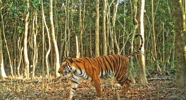রেমালে বাঘের প্রধান আবাসস্থল ডুবে গেছে