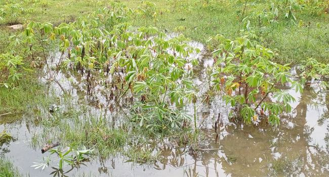 ঘূর্ণিঝড়ে রেমাল : মির্জাগঞ্জে কৃষিখাতে দেড় কোটি টাকার ক্ষতি