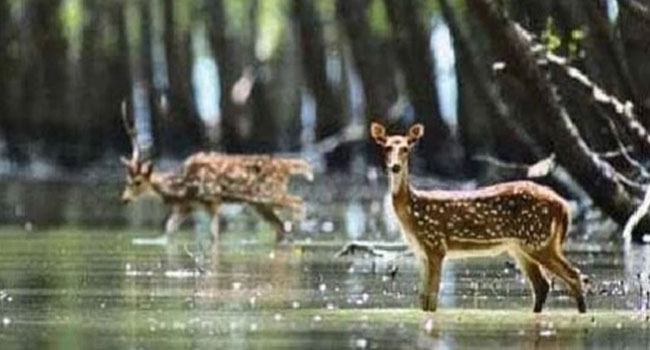 সুন্দরবন থেকে আরো ৪৫টি মৃত হরিণ উদ্ধার