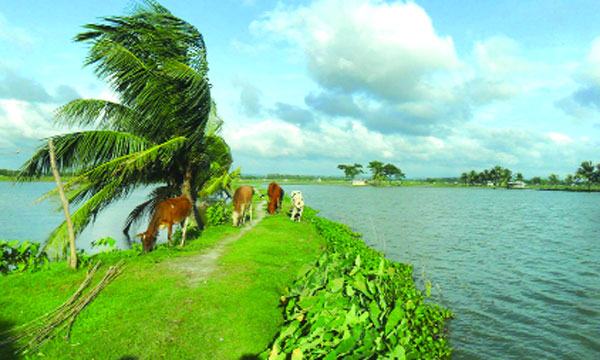 মিরসরাইয়ে ভেসে গেছে কোটি টাকার মাছ