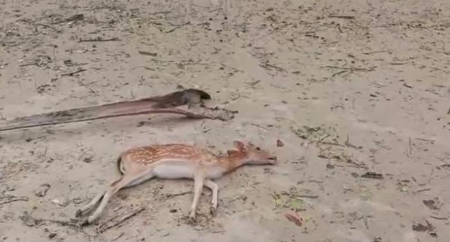রেমালের তাণ্ডবে ক্ষতিগ্রস্ত সুন্দরবন থেকে হরিণসহ ১৩১টি মৃত বন্যপ্রাণী উদ্ধার