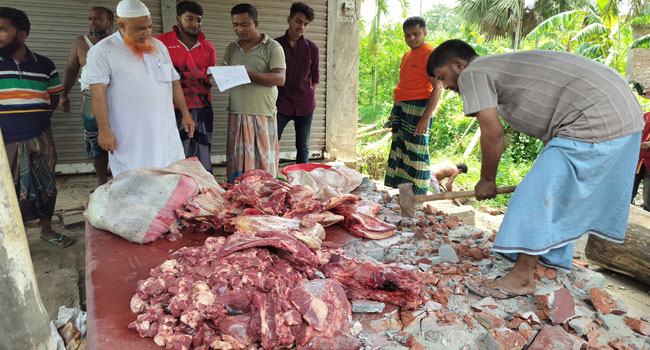 কালিগঞ্জে রোগাক্রান্ত মৃতপ্রায় গরু জবাই : ১৬০ কেজি গোশত ধ্বংস, দোকান সিলগালা