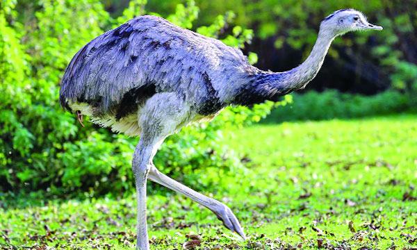 রিয়া দক্ষিণ আমেরিকার উটপাখিবিশেষ