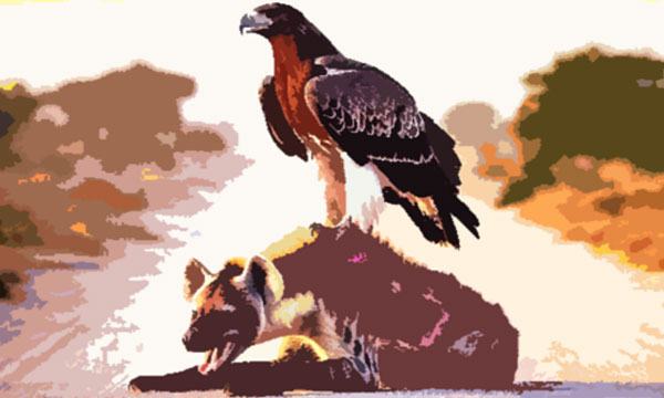 হায়েনা ও মার্শাল ঈগল