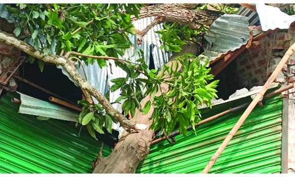 ঠাকুরগাঁওয়ে ঝড়ে লণ্ডভণ্ড ২০ গ্রাম