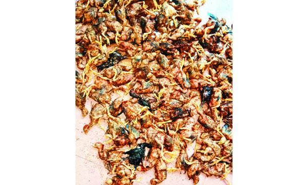 কাউখালীতে কৃষি, মৎস্য ও মুরগির খামারে ১০ কোটি টাকার ক্ষয়ক্ষতি