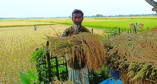দেবীগঞ্জে বোরো ধানের‌ বাম্পার ফলন, তবু শঙ্কায় কৃষক