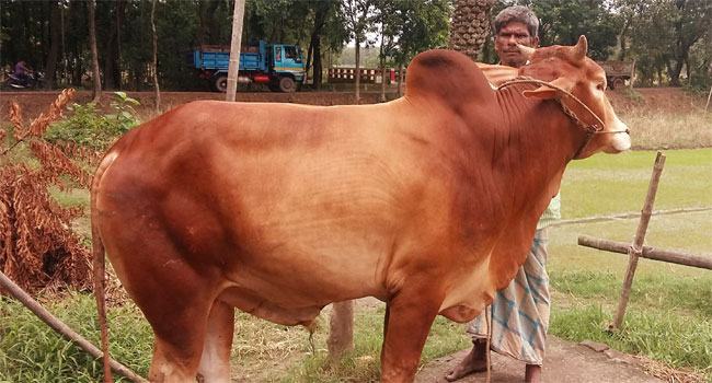 চট্টগ্রামে কোরবানির গবাদিপশুর চাহিদা ৮ লাখ ৮৬ হাজার