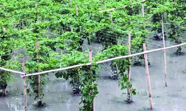 মুন্সীগঞ্জে অর্ধেক দামে বিক্রি হচ্ছে সবজি